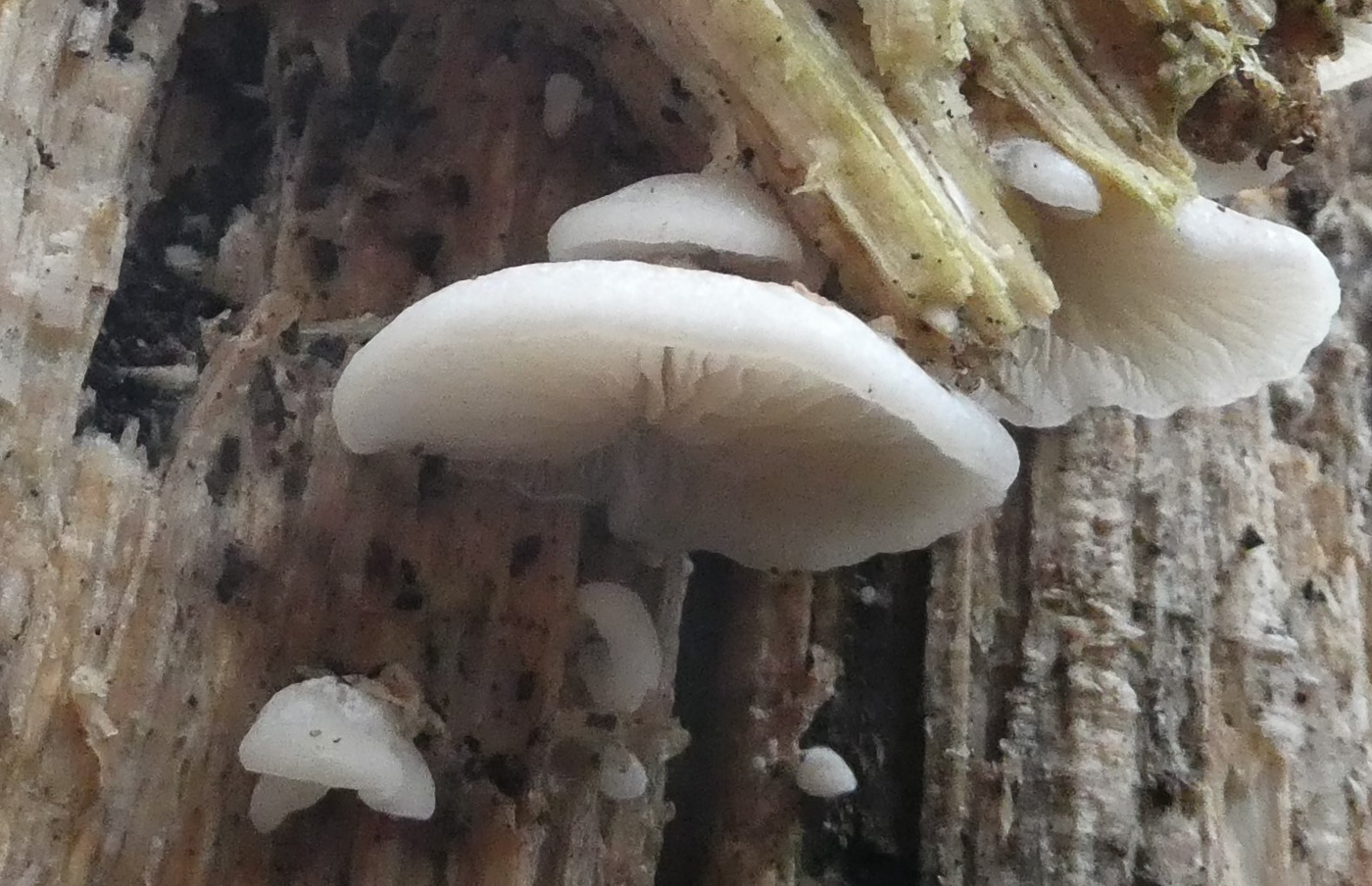 Photo by Clitopilus hobsonii by Jim Wills